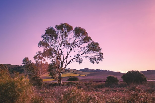 Albero di eucalipto nel campo al mattino presto