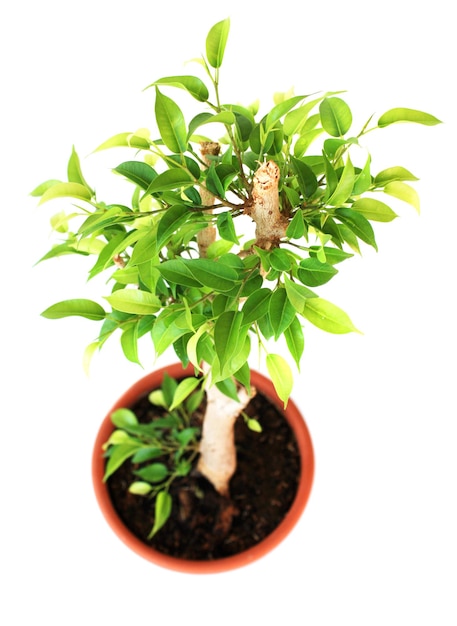 Albero di ficus verde in un vaso marrone Bianco isolato