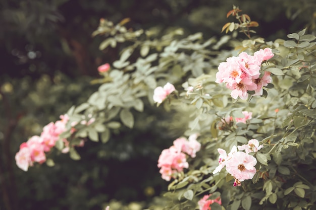 Albero di fiore rosa rosa vintage