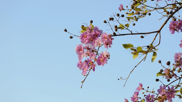 Albero di fiori rosa Lagerstroemia speciosa