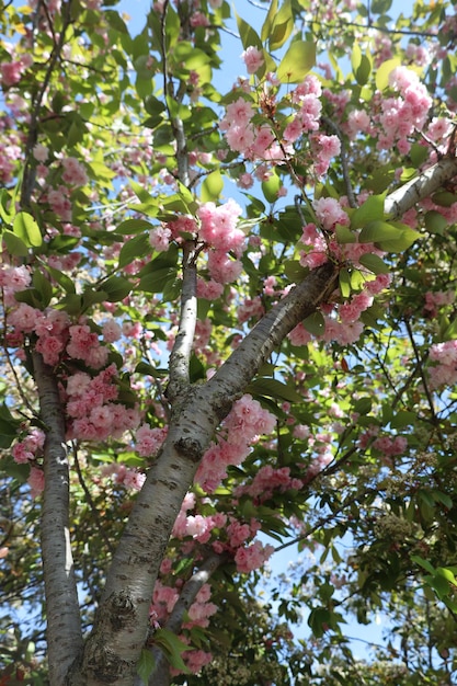 albero di fiori rosa nel giardino.