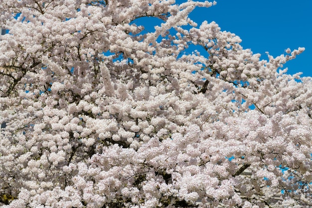 Albero di fioritura bianco di sakura su cielo blu soleggiato in primavera sfondo naturale