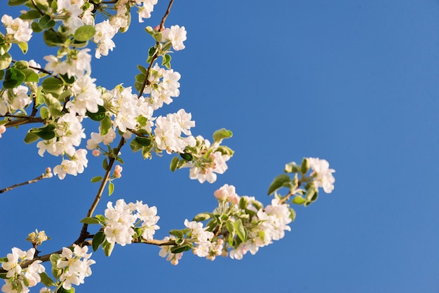 Albero di fioritura della primavera su cielo blu