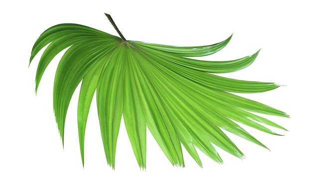 Albero di foglia di palma cinese verde tropicale del mulino a vento isolato su fondo bianco
