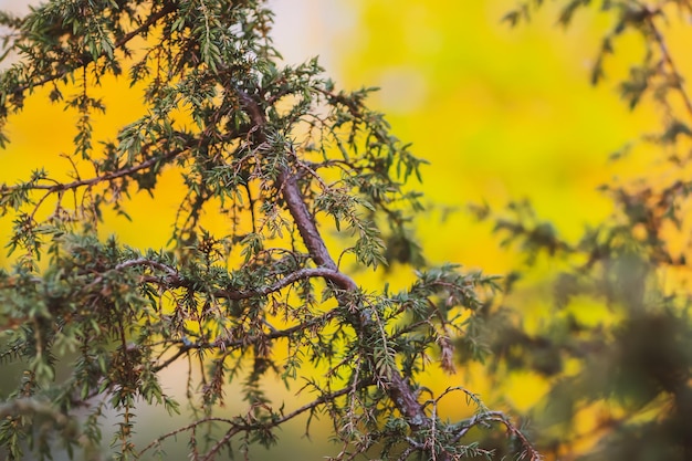 Albero di ginepro da vicino