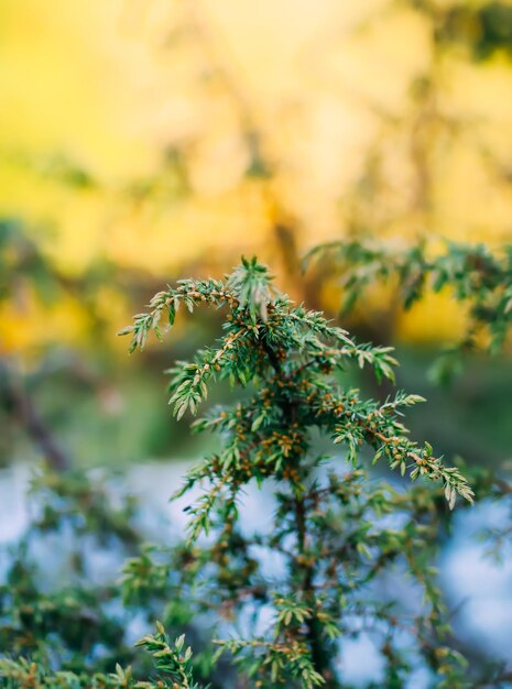 Albero di ginepro da vicino