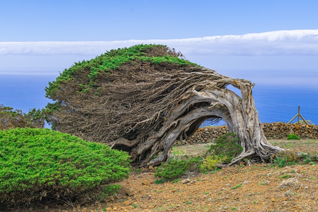 Albero di ginepro fenicio, isola di El Hierro, Isole Canarie, Spagna