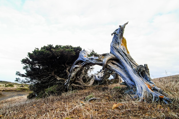 Albero di ginepro nodoso modellato dal vento a El Sabinar, isola di El Hierro