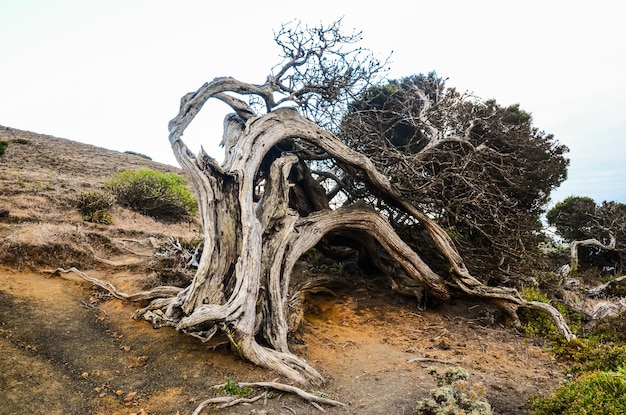 Albero di ginepro nodoso modellato dal vento a El Sabinar, isola di El Hierro