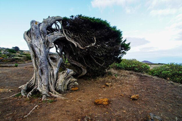 Albero di ginepro nodoso modellato dal vento a El Sabinar, isola di El Hierro