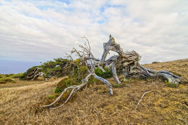 Albero di ginepro nodoso modellato dal vento a El Sabinar, isola di El Hierro