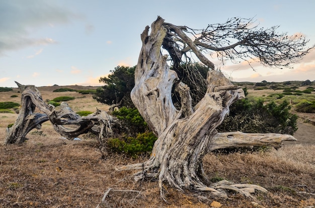 Albero di ginepro nodoso modellato dal vento