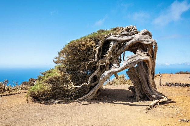 Albero di ginepro piegato dal vento a El Hierro, Isole Canarie