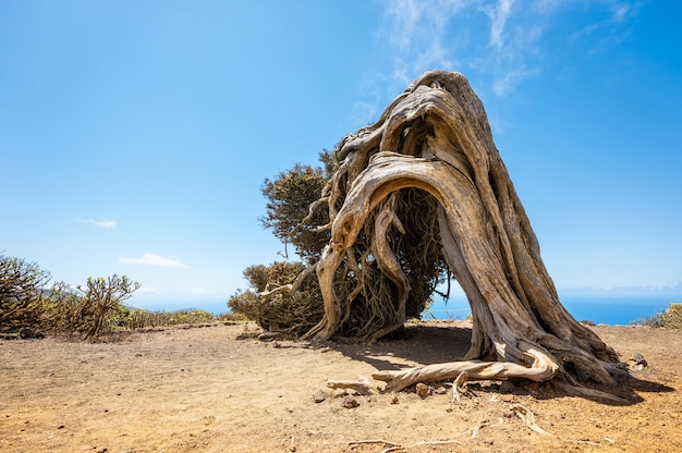 Albero di ginepro piegato dal vento a El Hierro, Isole Canarie