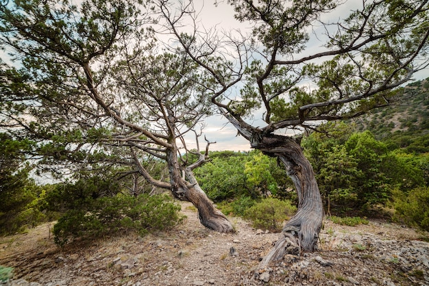 Albero di ginepro sul terreno roccioso nella foresta