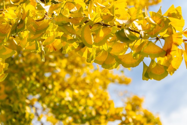 Albero di Ginkgo biloba giallo