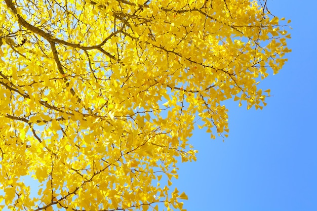 Albero di ginkgo