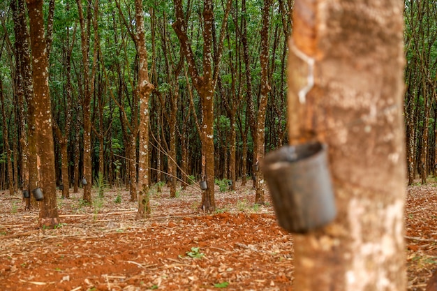 Albero di gomma cultivo