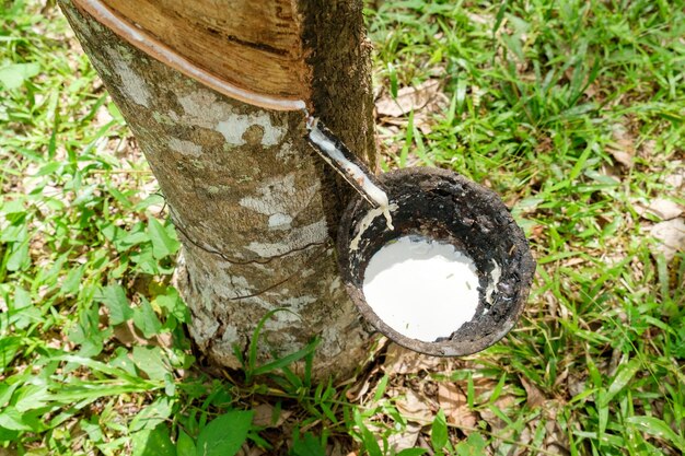 Albero di gomma e ciotola piena di lattice in Thailandia.