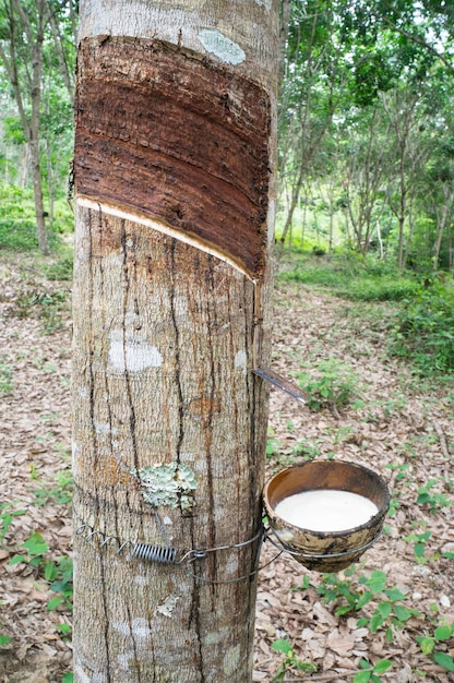 Albero di gomma lattice lattiginoso in ciotola