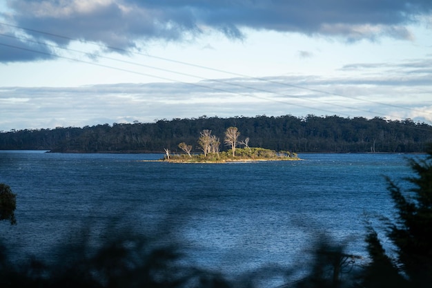 albero di gomma nativo che cresce in una foresta in un parco nazionale in Australia nel cespuglio in primavera