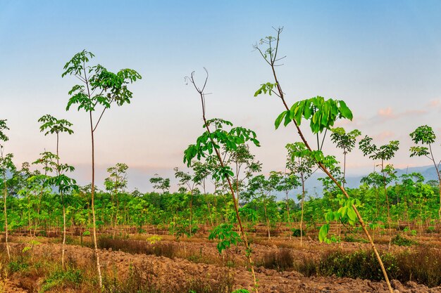 Albero di gomma para, piantagione di gomma in lattice e gomma per alberi