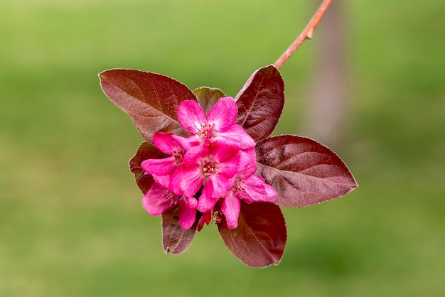 Albero di granchio fiorito giapponese, Malus Floribunda