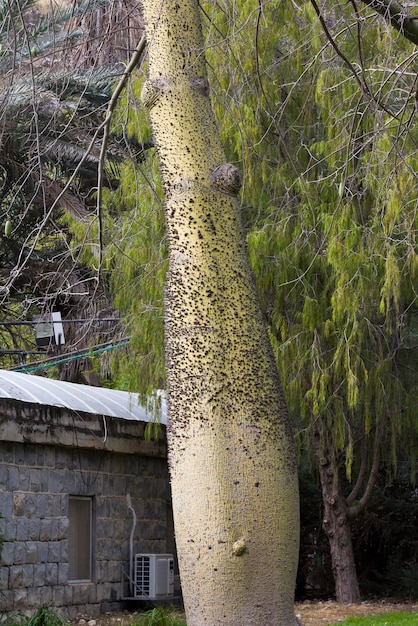 Albero di Horiziya con spine sul tronco