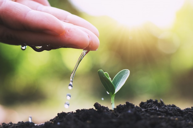 Albero di innaffiatura della mano per la piantatura nel giardino