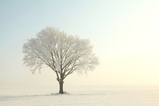 Albero di inverno congelato contro un cielo blu durante l'alba