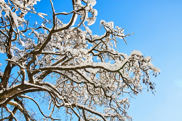 Albero di inverno in neve su sfondo blu cielo. Alberi coperti di neve.