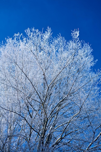 Albero di inverno