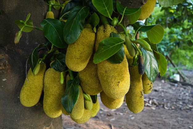 Albero di jackfruit con un sacco di jackfruit appeso