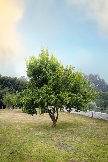 Albero di limone con limoni gialli