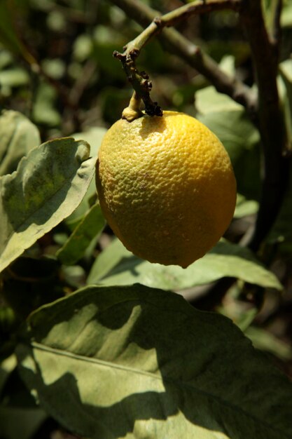 Albero di limoni