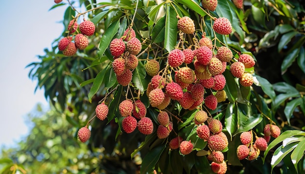 Albero di litchi pieno di frutti di litchi