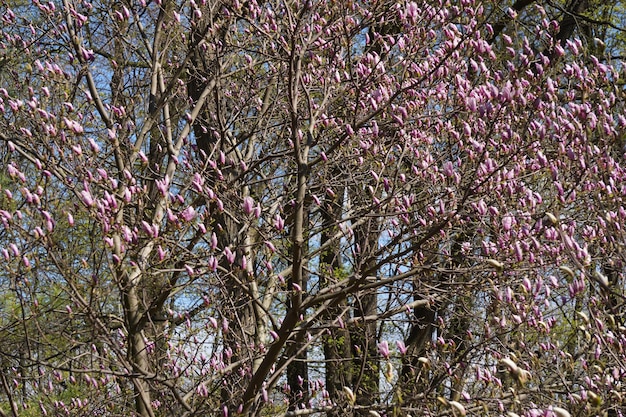 Albero di magnolia con fiori in fiore