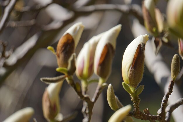 Albero di magnolia fiore bianco