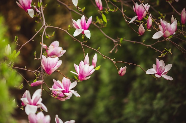 Albero di magnolia fiorito con grandi fiori rosa