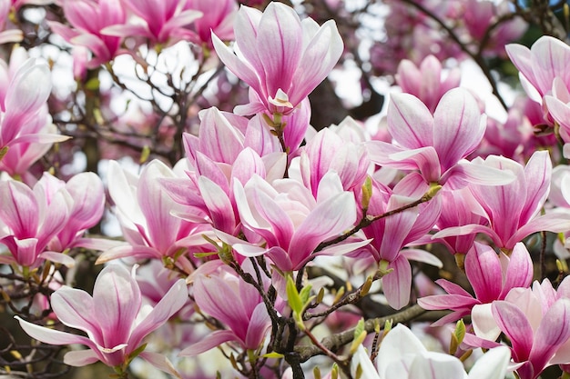 Albero di magnolia in fiore in primavera fiori rosa teneri bagni alla luce del sole caldo clima di maggio Albero di magnolia in fiore in primavera banner internet primavera Sfondo floreale primaverile