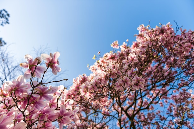 Albero di magnolia in fiore sul cielo blu fiori che sbocciano con petali viola in una giornata di sole