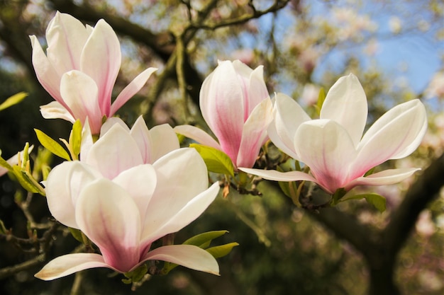 Albero di magnolia in fiore