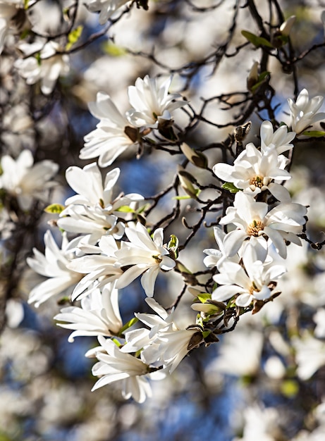 Albero di magnolia in fiore