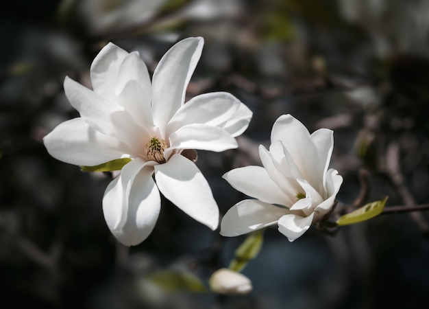 Albero di magnolia in fiore