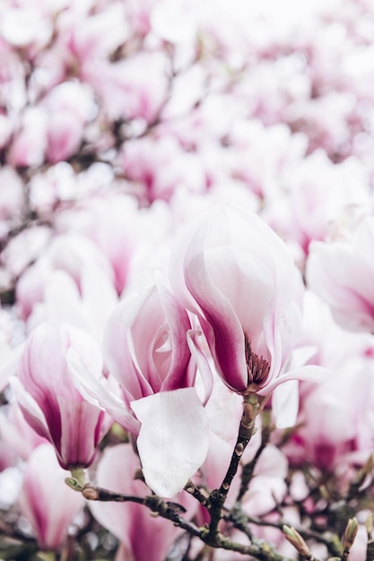 Albero di magnolia rosa con fiori che sbocciano durante la primavera