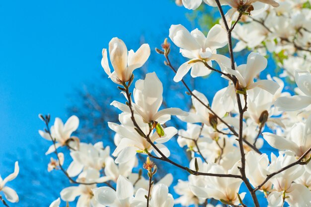 Albero di magnolia sbocciante bianco