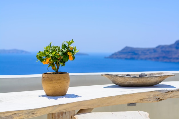 Albero di mandarino in vecchio vaso di argilla, sul mare blu. Albero di limone sulla tavola di legno bianca