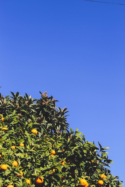 Albero di mandarino sullo sfondo di un cielo blu Spagna