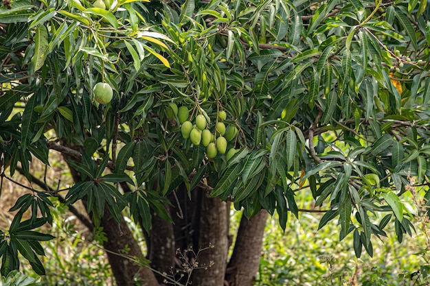 Albero di mango con frutti