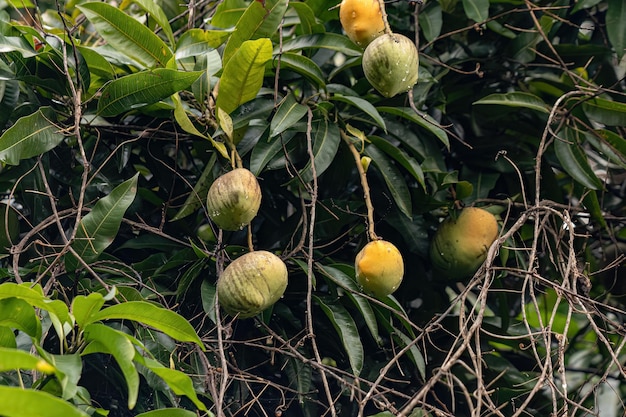 Albero di mango con frutti